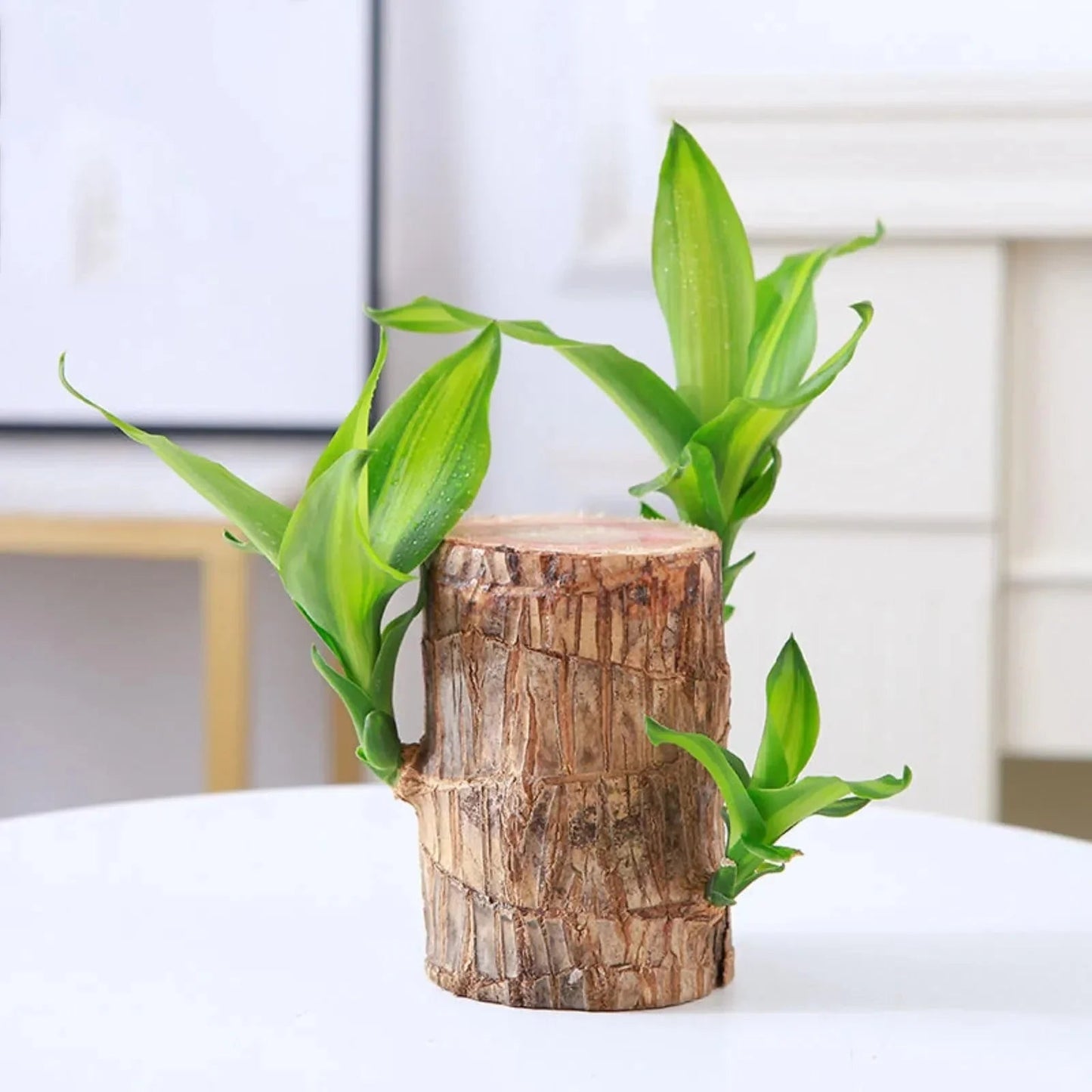 LuckyWood™ Pianta di legno in vaso