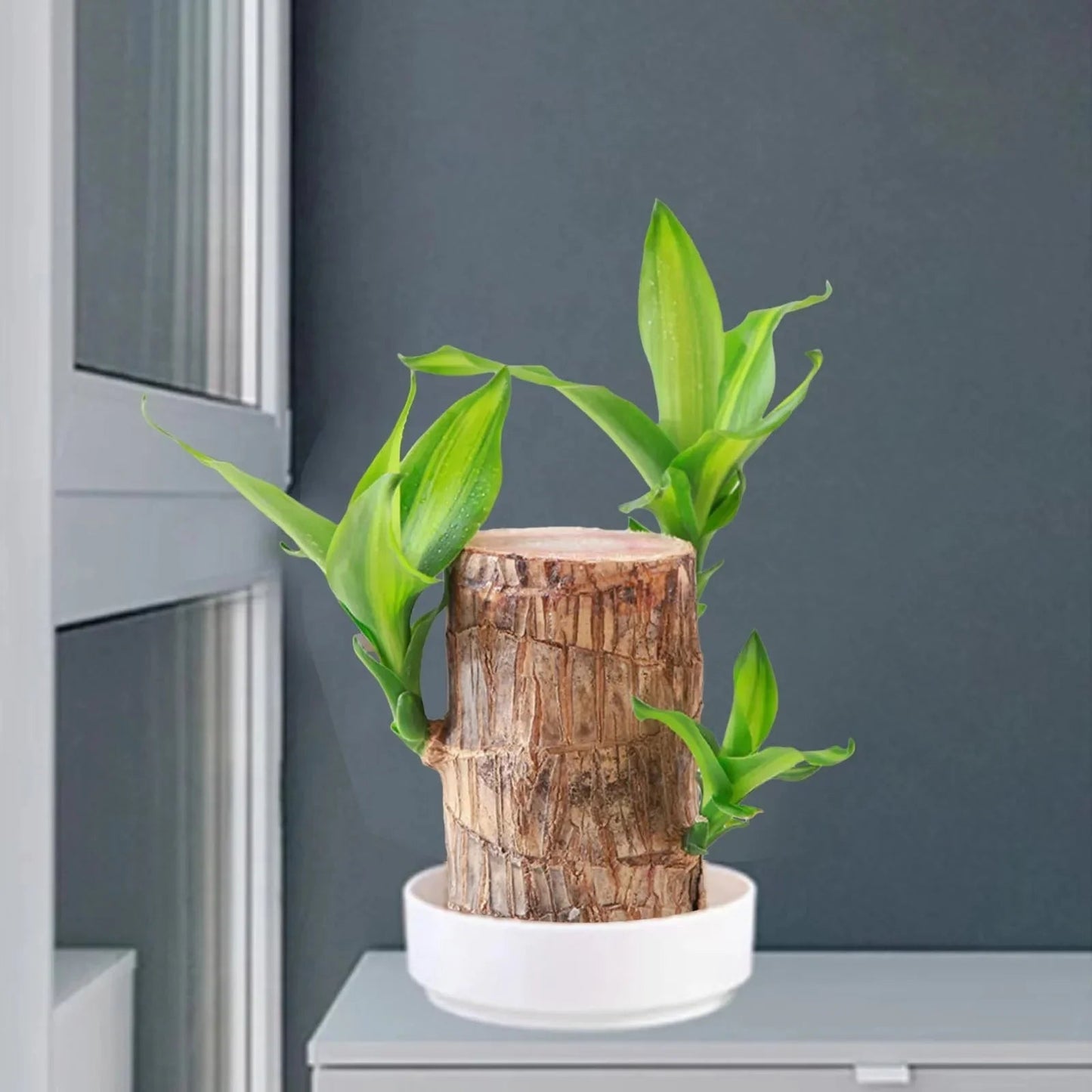 LuckyWood™ Pianta di legno in vaso