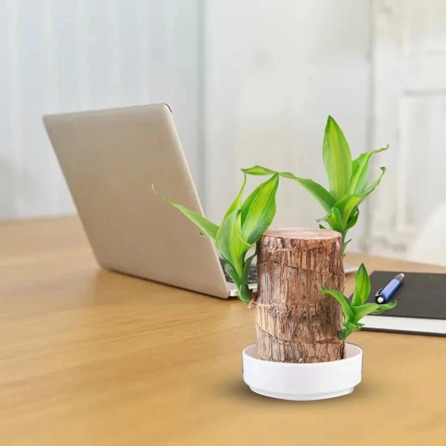 LuckyWood™ Pianta di legno in vaso