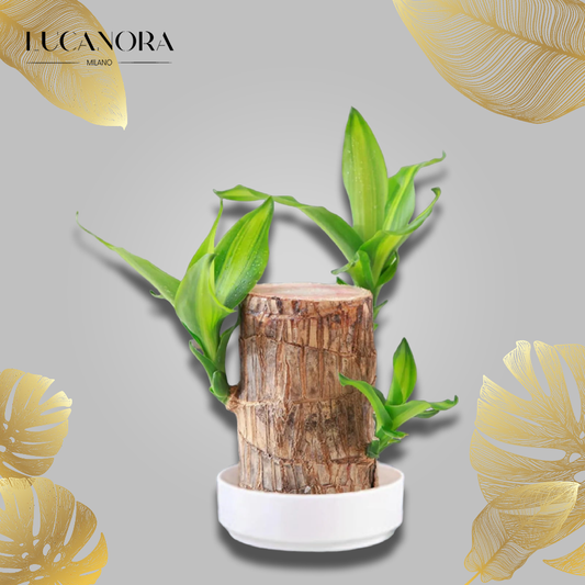 LuckyWood™ Pianta di legno in vaso